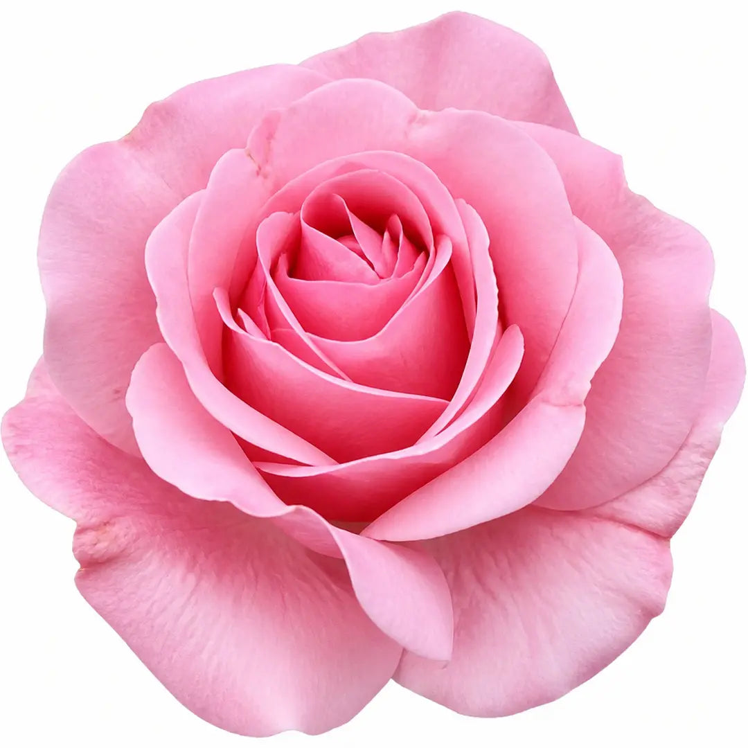 5L Rose Happy Retirement Pink Rose Bush - Beautiful Flowering Garden Plant Plants By Post