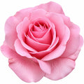 5L Rose Happy Retirement Pink Rose Bush - Beautiful Flowering Garden Plant Plants By Post