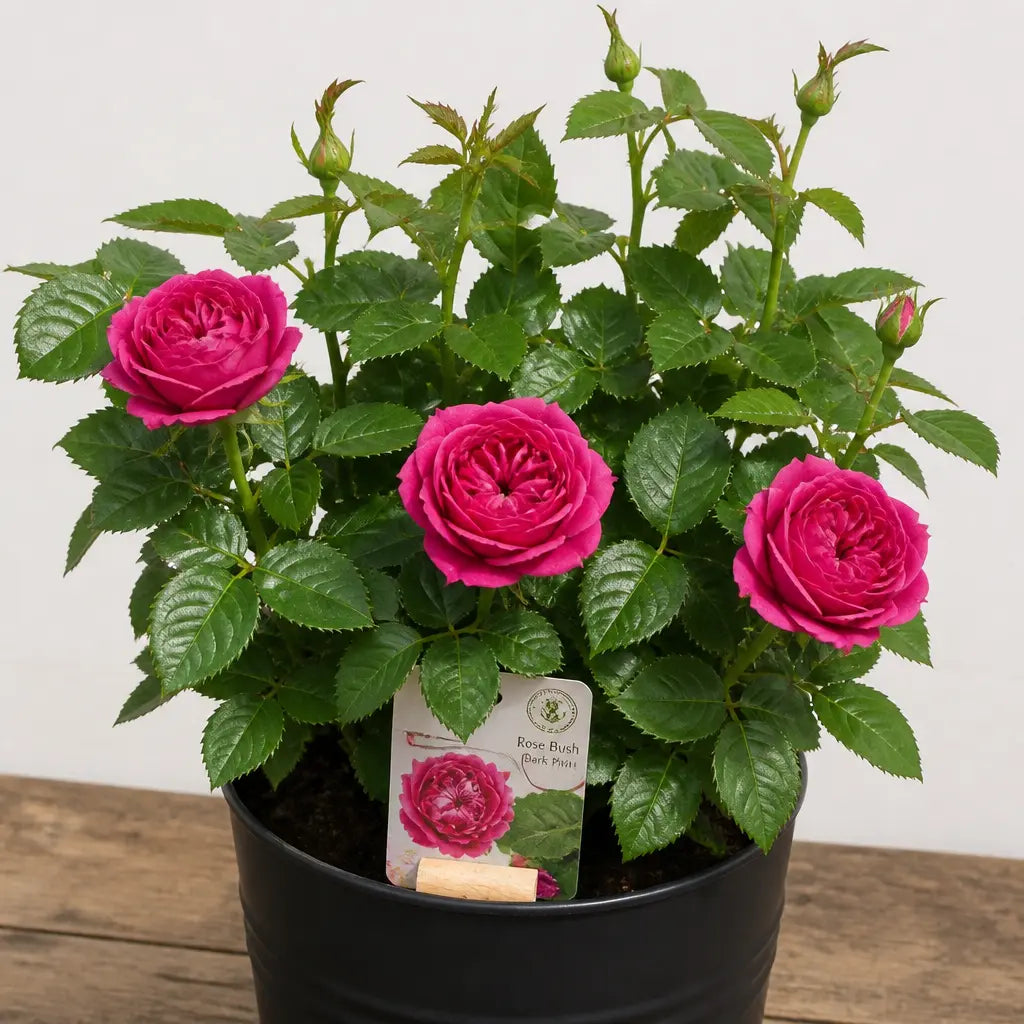 5L Rose Let's Celebrate Dark Pink Rose Bush | Beautiful Flowering Garden Plant Plants By Post