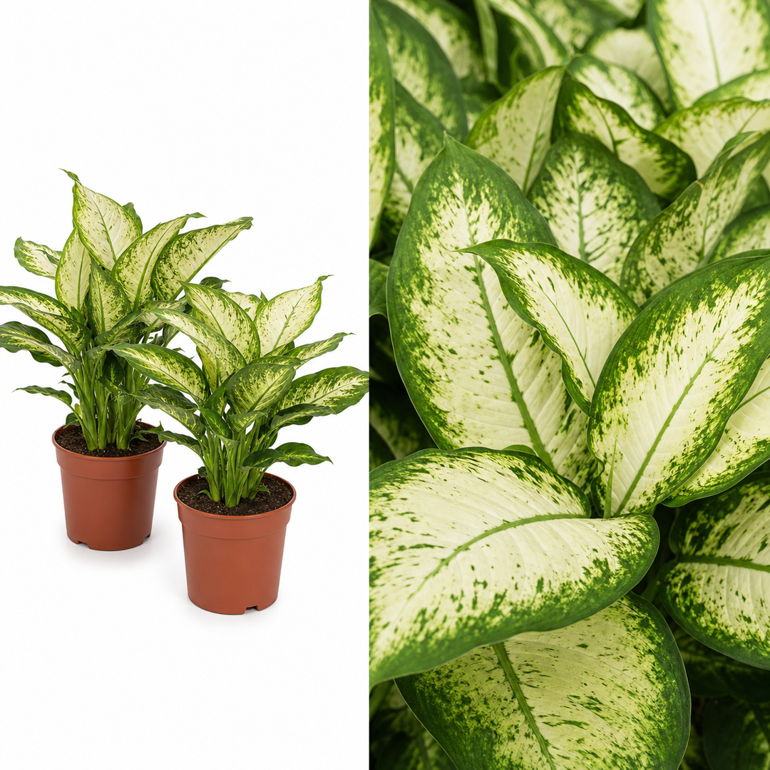 Dieffenbachia Camilla Dumb Cane 12cm Pot Plants By Post