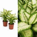 Dieffenbachia Camilla Dumb Cane 12cm Pot Plants By Post