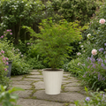 3L Acer Green Leaf in Pot Outdoor Tree for Patio & Garden