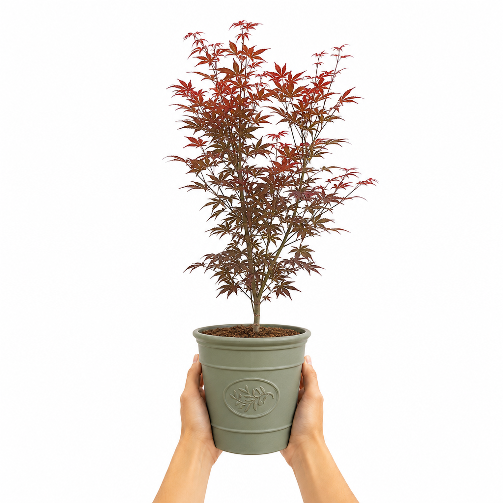 3L Red Leaf Acer Outdoor Patio Tree in Pot for Garden