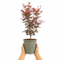 Olive Premium Plastic Planter
