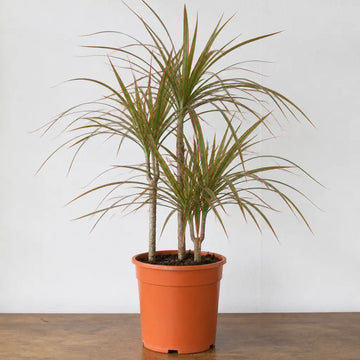 Dracaena Marginata 3 Stem Dragon Tree 19cm Pot – Easy Care Large Indoor Houseplant Plants By Post