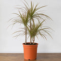 Dracaena Marginata 3 Stem Dragon Tree 19cm Pot – Easy Care Large Indoor Houseplant Plants By Post