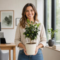 5L Meyer Lemon Tree 80/90cm Indoor & Outdoor Citrus Tree in Pot Plants By Post