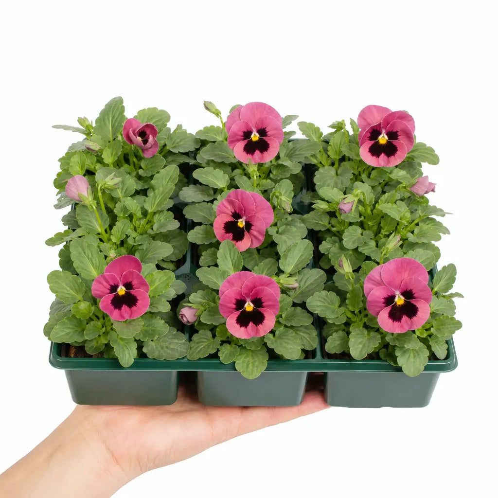 Pansy Delta Pro Rose with Blotch 9Pack × 2 Spring & Autumn Bedding Plants Plants By Post