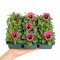 Pansy Delta Pro Rose with Blotch 9Pack × 2 Spring & Autumn Bedding Plants Plants By Post