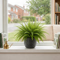 Nephrolepis Boston Fern – Lush Feathery Green Indoor Houseplant The Rose Press Garden