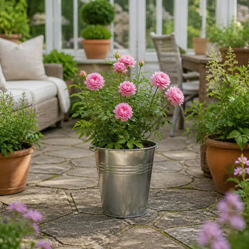 5L Rose Happy Retirement Pink Rose Bush - Beautiful Flowering Garden Plant Plants By Post