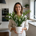 Platycerium Bifurcatum Staghorn Fern – Unique Antler-Shaped Foliage Indoor Houseplant Plants By Post