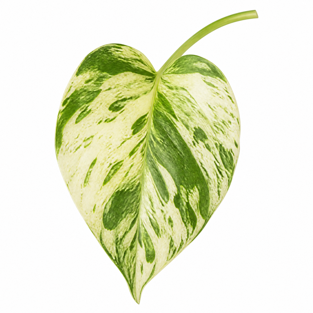 Epipremnum Marble Queen Pothos 12cm Pot Plants By Post