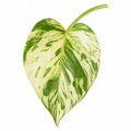 Epipremnum Marble Queen Pothos 12cm Pot Plants By Post