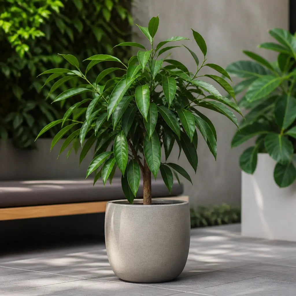 Ficus Binnendijks Narrow Leaf Fig 21cm Pot – Large Indoor Houseplant Plants By Post