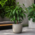 Ficus Binnendijks Narrow Leaf Fig 21cm Pot – Large Indoor Houseplant Plants By Post