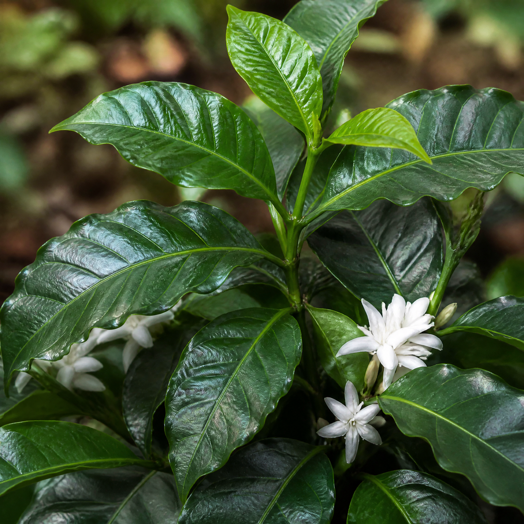 Coffee Arabica – Indoor Coffee Plant for Home & Office (12cm Pot) Plants By Post