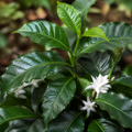 Coffee Arabica – Indoor Coffee Plant for Home & Office (12cm Pot) Plants By Post