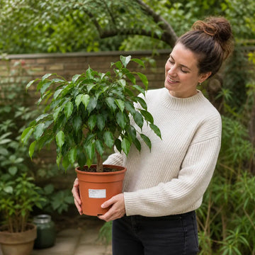 Ficus Twilight Weeping Fig 21cm Pot – Large Indoor Houseplant Plants By Post