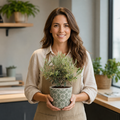 Mini Olive Bush in 15cm Pot