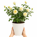 3L Silver Anniversary Yellow Rose Bush - Beautiful Flowering Plant Gift Plants By Post