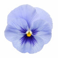 Pansy Delta Pro Pure Light Blue 9Pack × 2 Spring & Autumn Bedding Plants Plants By Post