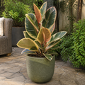 Ficus Tineke Rubber Plant 21cm Pot – Large Indoor Houseplant Plants By Post