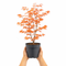 Nursery Pot