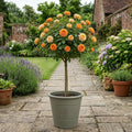 7.5L Standard Rose Tree Orange & Cream 100-110cm - Elegant Flowering Garden Rose Plant Plants By Post