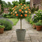 Olive Grey Planter