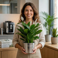 Spathiphyllum Peace Lily – Elegant White Flowers and Glossy Green Indoor Houseplant Plants By Post