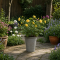 3L Yellow Patio Rose Outdoor Flowering Plant in Decorative Pot