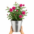 5L Rose Let's Celebrate Dark Pink Rose Bush | Beautiful Flowering Garden Plant Plants By Post