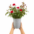 3L Red Patio Rose in Decorative Pot Outdoor Garden & Patio Plant Plants By Post