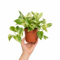 Epipremnum Marble Queen Pothos 12cm Pot Plants By Post