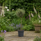 Nursery Pot