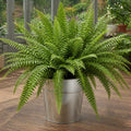 Nephrolepis Boston Fern – Lush Feathery Green Indoor Houseplant The Rose Press Garden
