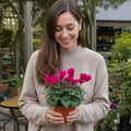 Cyclamen Deep Rose 10.5cm Pot Pack of 3 & 6 Flowering Outdoor Plants Plants By Post