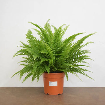 Nephrolepis Boston Fern 17cm Pot – Easy Care Pet Friendly Indoor Houseplant Plants By Post