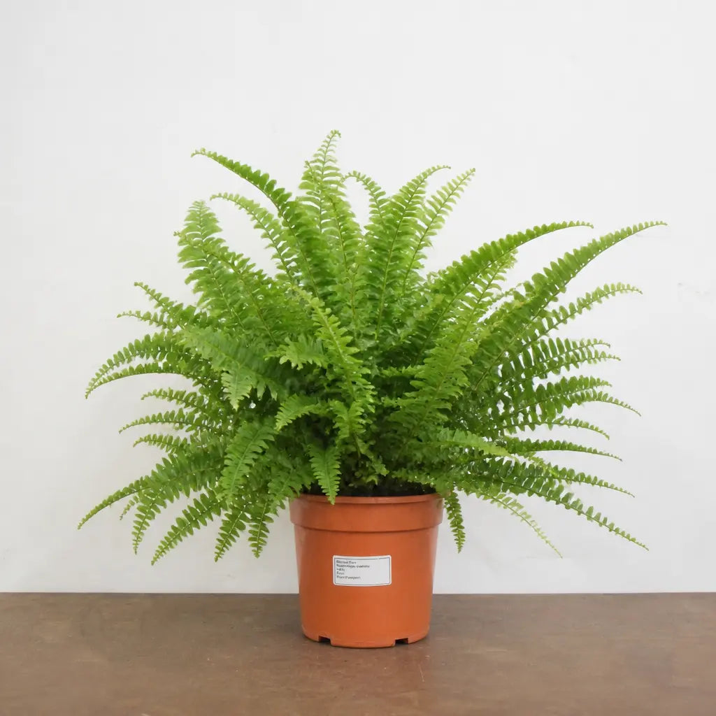 Nephrolepis Boston Fern 17cm Pot – Easy Care Pet Friendly Indoor Houseplant Plants By Post