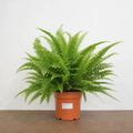 Nephrolepis Boston Fern 17cm Pot – Easy Care Pet Friendly Indoor Houseplant Plants By Post