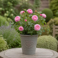 3L Mum In A Million Pink Rose Bush - Beautiful Flowering Plant Gift Plants By Post