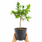 Nursery Pot