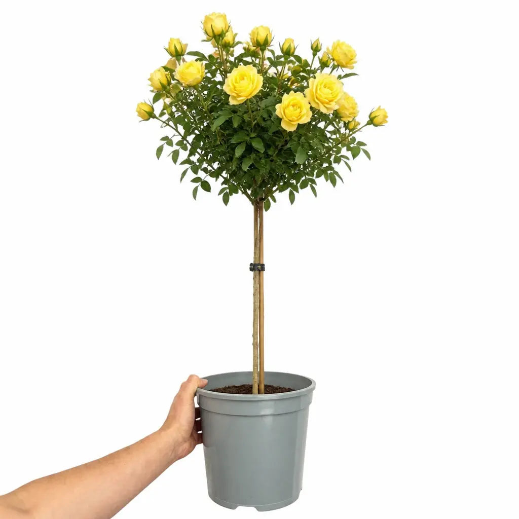 7.5L Standard Rose Tree Yellow 100-110cm | Elegant Flowering Garden Rose Plant Plants By Post