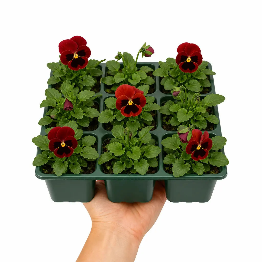 Pansy Delta Pro Red with Blotch 9Pack × 2 Spring & Autumn Bedding Plants Plants By Post