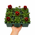 Pansy Delta Pro Red with Blotch 9Pack × 2 Spring & Autumn Bedding Plants Plants By Post