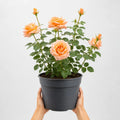 3L Happy Birthday Peach Rose Bush - Beautiful Flowering Plant Gift Plants By Post