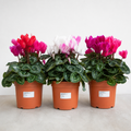 Cyclamen Growers Selection 10.5cm Pot Pack of 3 & 6 Flowering Outdoor Plants Plants By Post