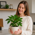 Fatsia Paper Plant 12cm Pot - Air Purifying Plant Plants By Post