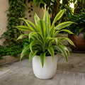 Dracaena Lemon Lime Dragon Tree 17cm Pot – Easy Care Indoor Houseplant Plants By Post